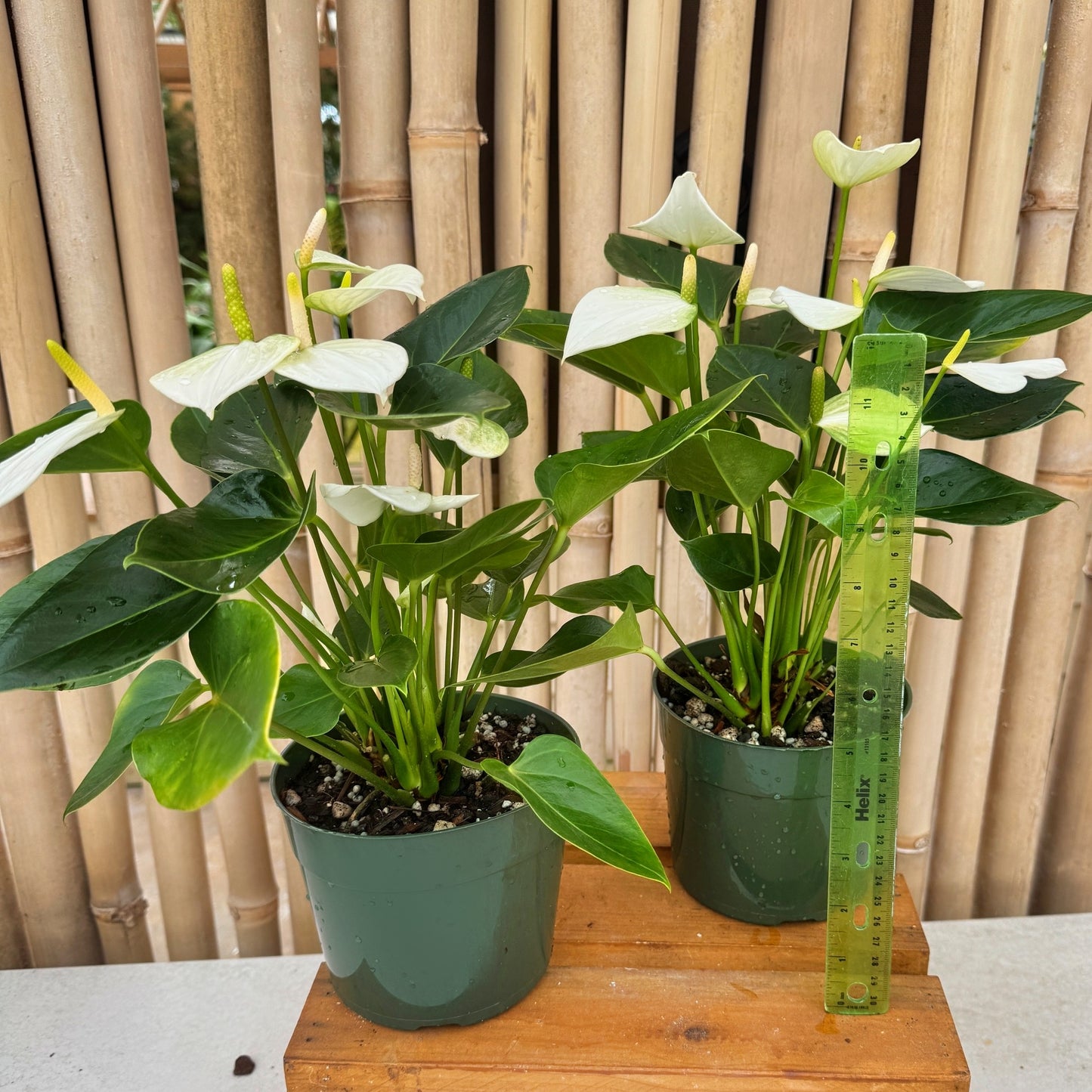 Anth. Baby White (5.5" Pot)