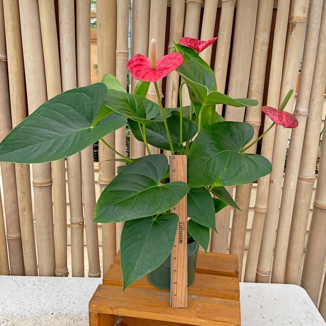 Anth. Black Cherry (Seedling - 5.5" Pot)