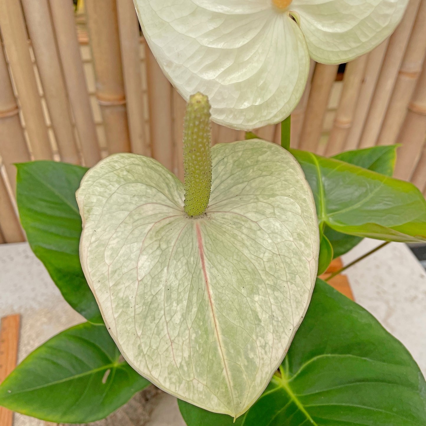 Anth. Kainalu (Seedling - 5.5" Pot)