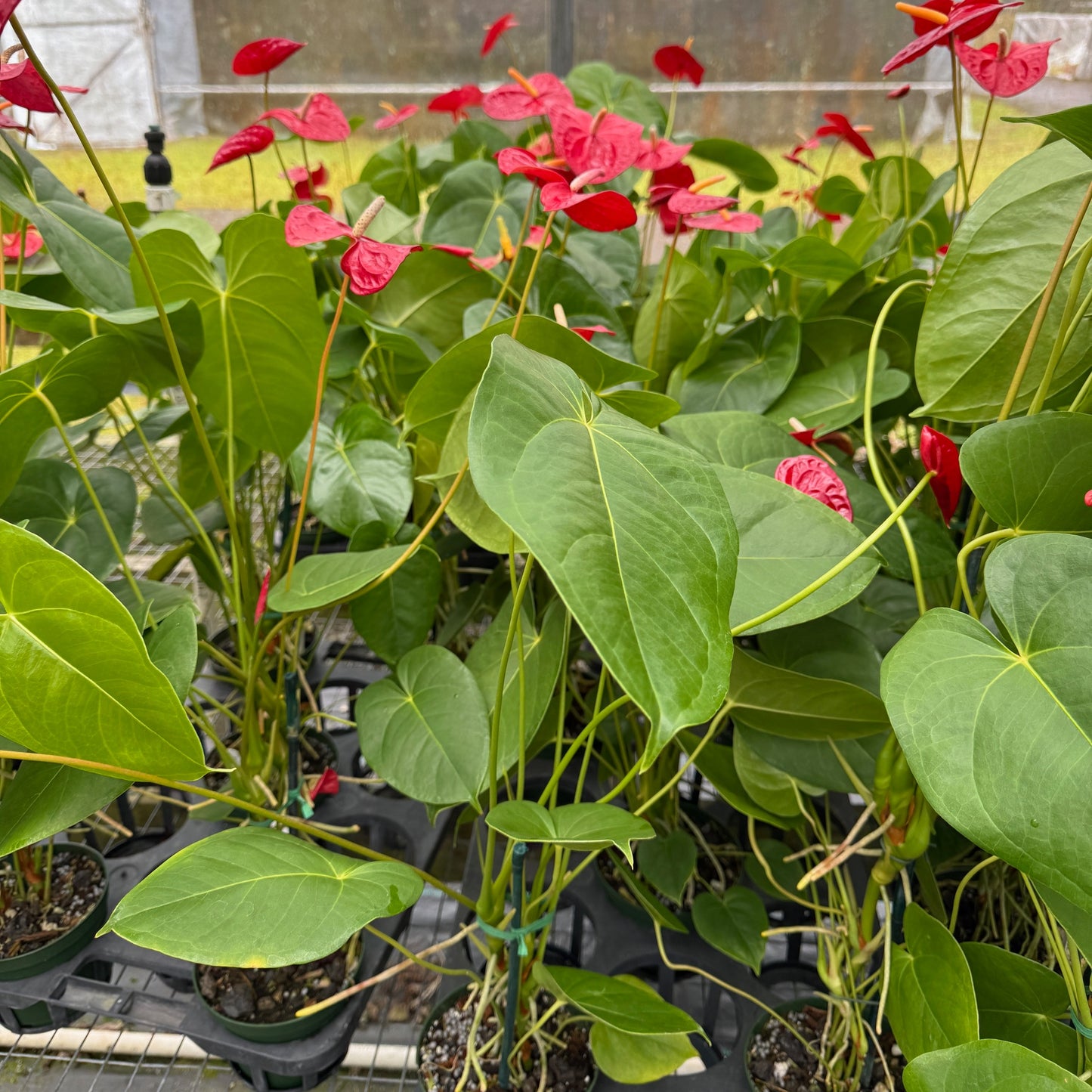 Anth. Kalapana (Red Obake) - 4" pot