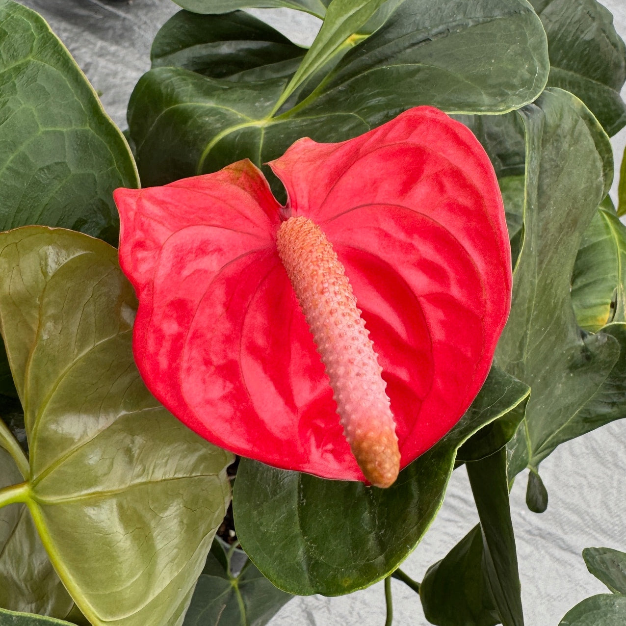 Anth. Light Red (Seedling - 5.5" Pot)