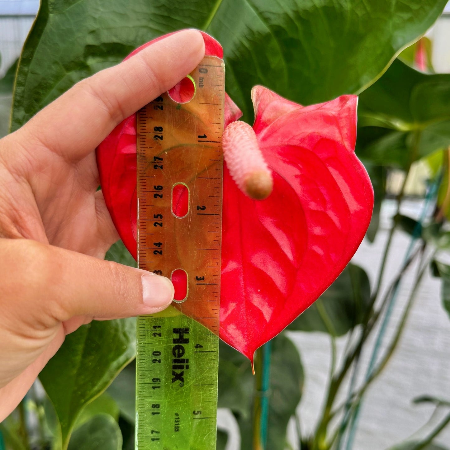 Anth. Light Red (Seedling - 5.5" Pot)