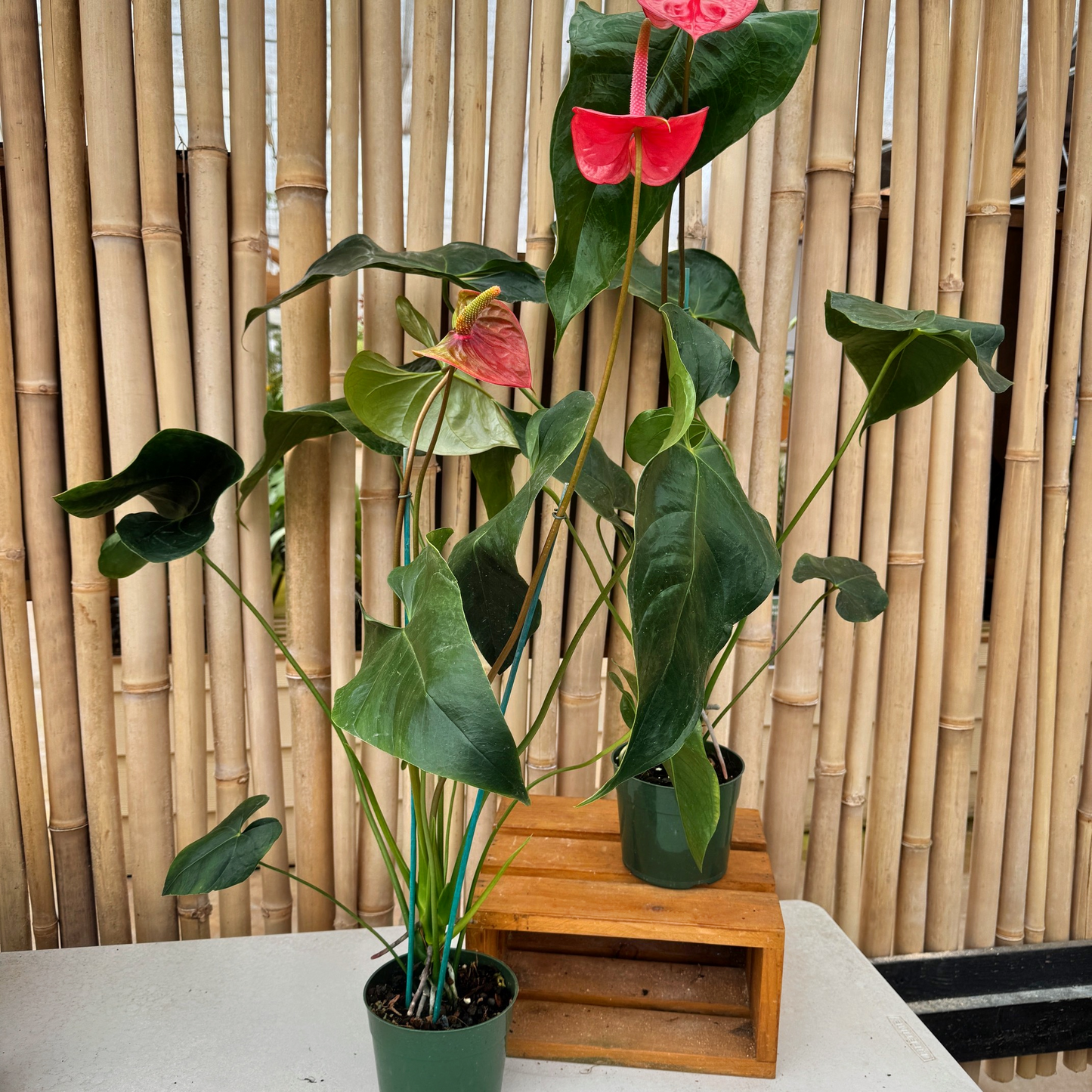 Anth. Light Red (Seedling - 5.5" Pot)