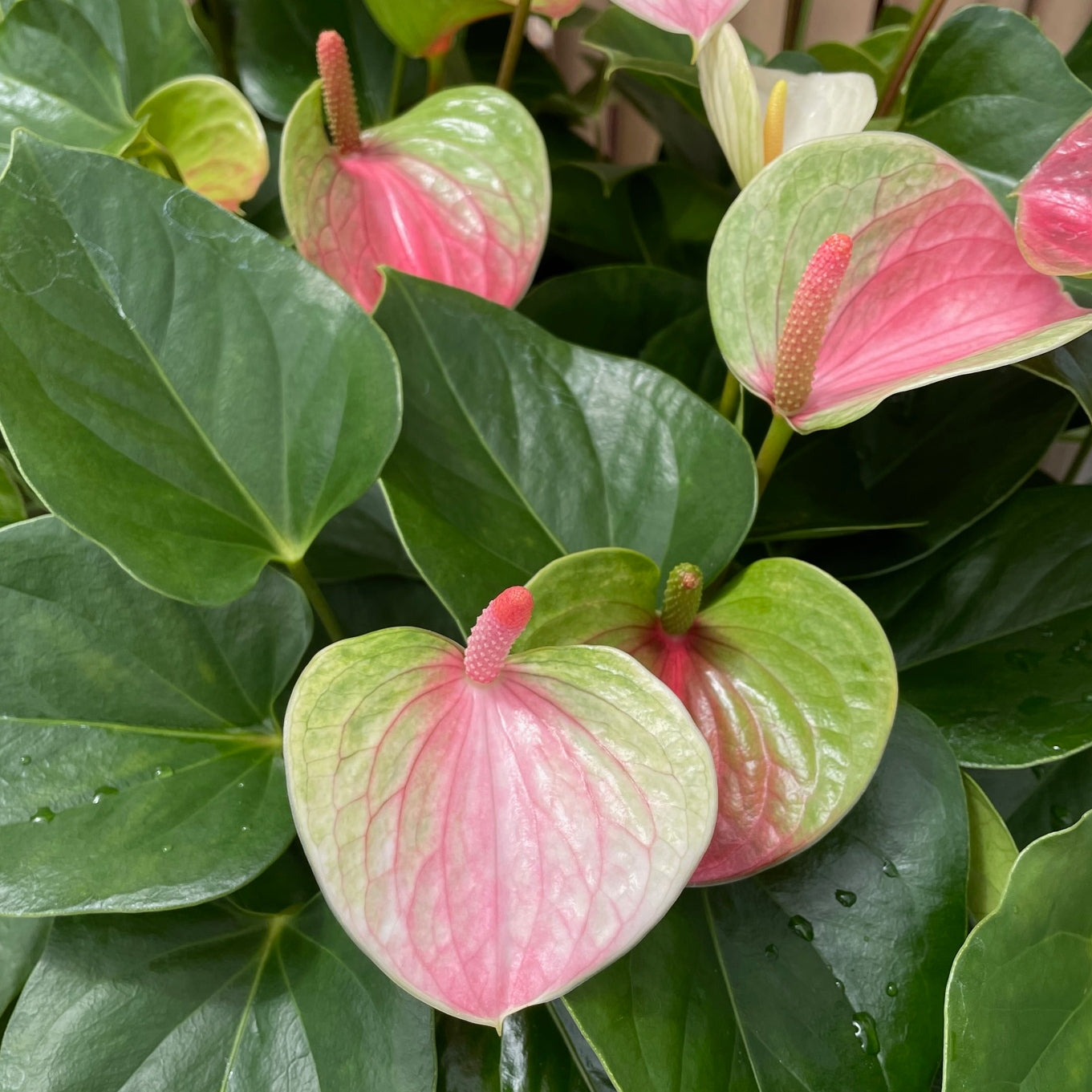 Anth. Fantasy Love (4" Pot) young