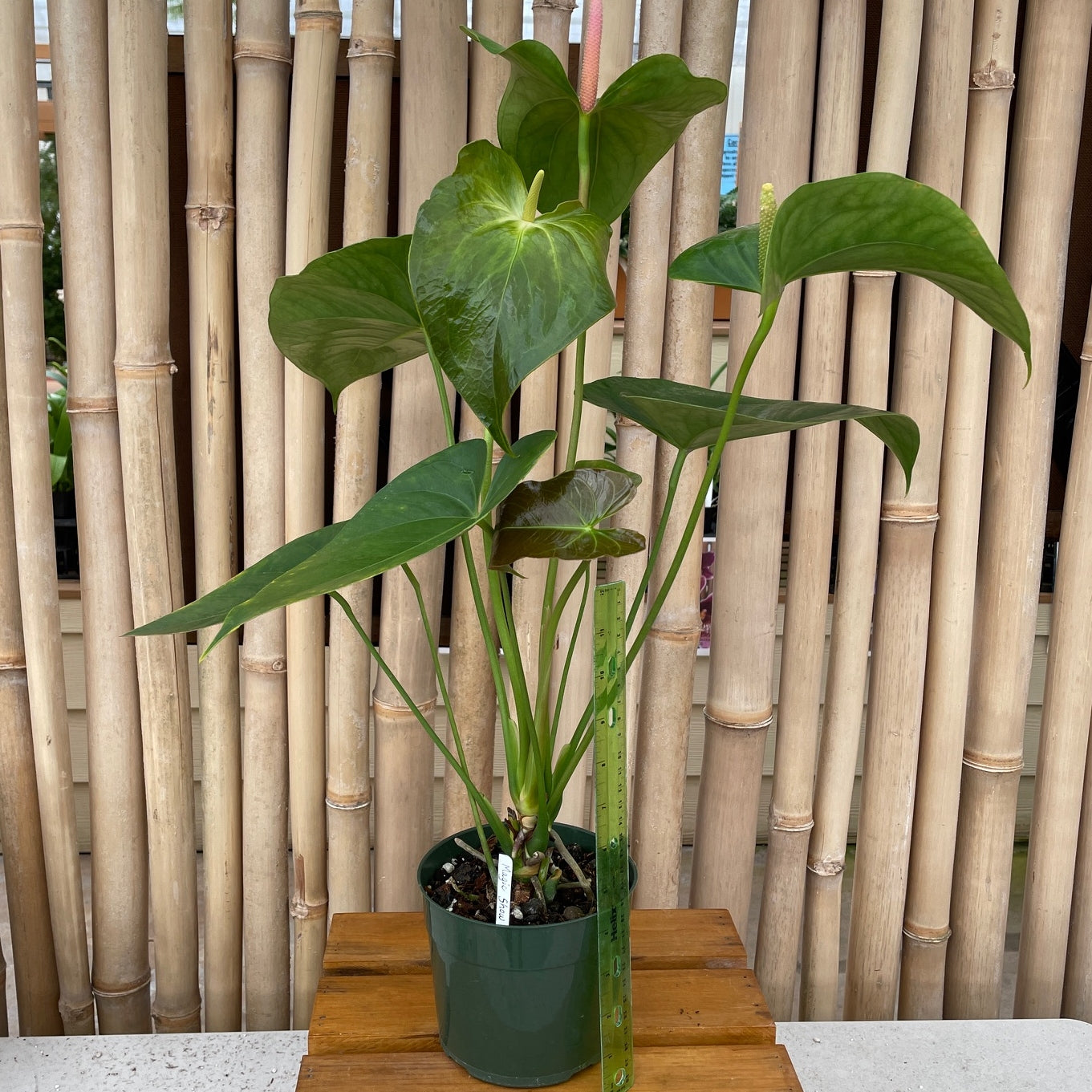 Anth. Magic Show (Seedling - 5.5" Pot)