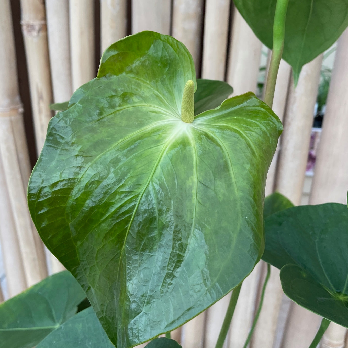 Anth. Magic Show (Seedling - 5.5" Pot)