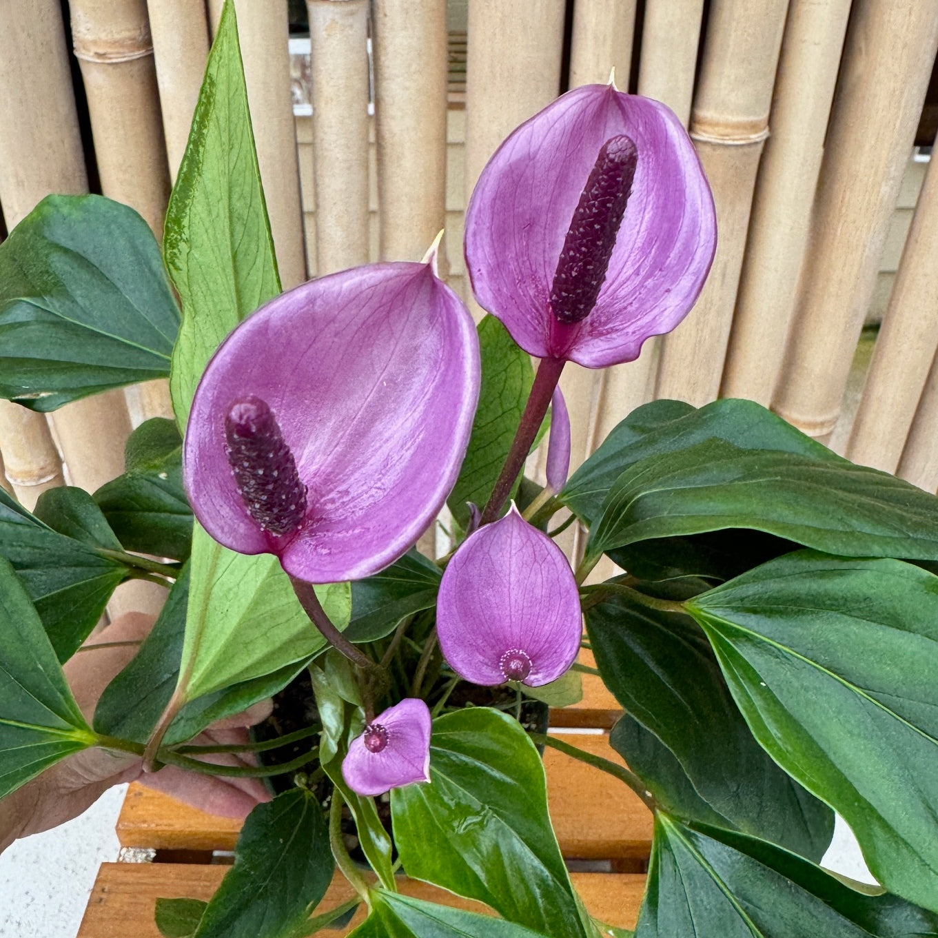 purple tulip anthurium Anth. Miss June 'Purple' (5.5" pot)
