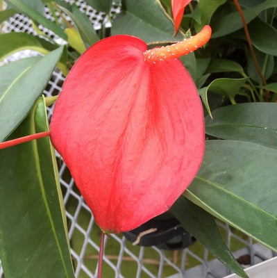 Anthurium Pigtail Plant (4" Pot)