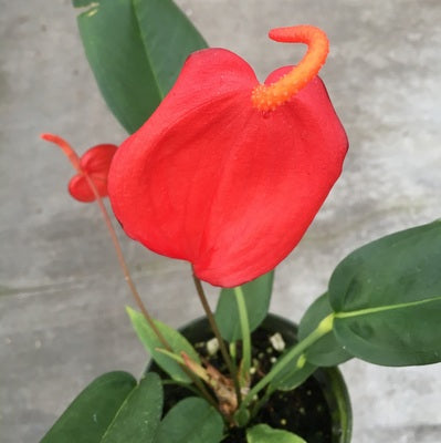 pigtail anthurium for sale Anth. Pigtail