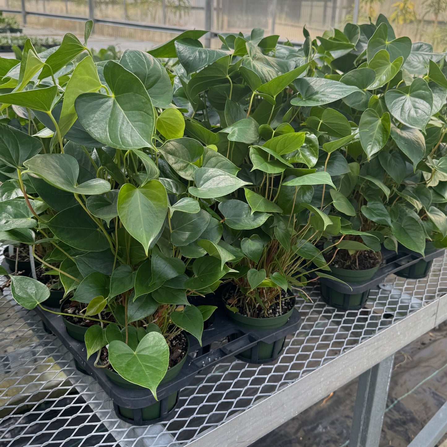 Pink Butterfly Anthurium Plant (5" Pot) - Not Flowering