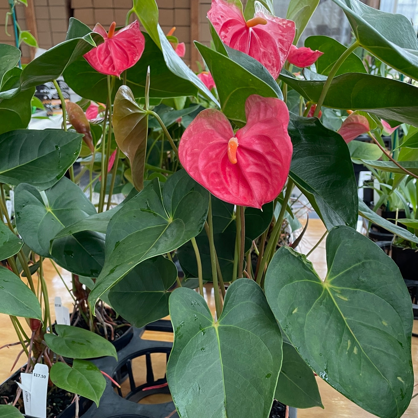 Anth. Pink Obake - 4" Pot