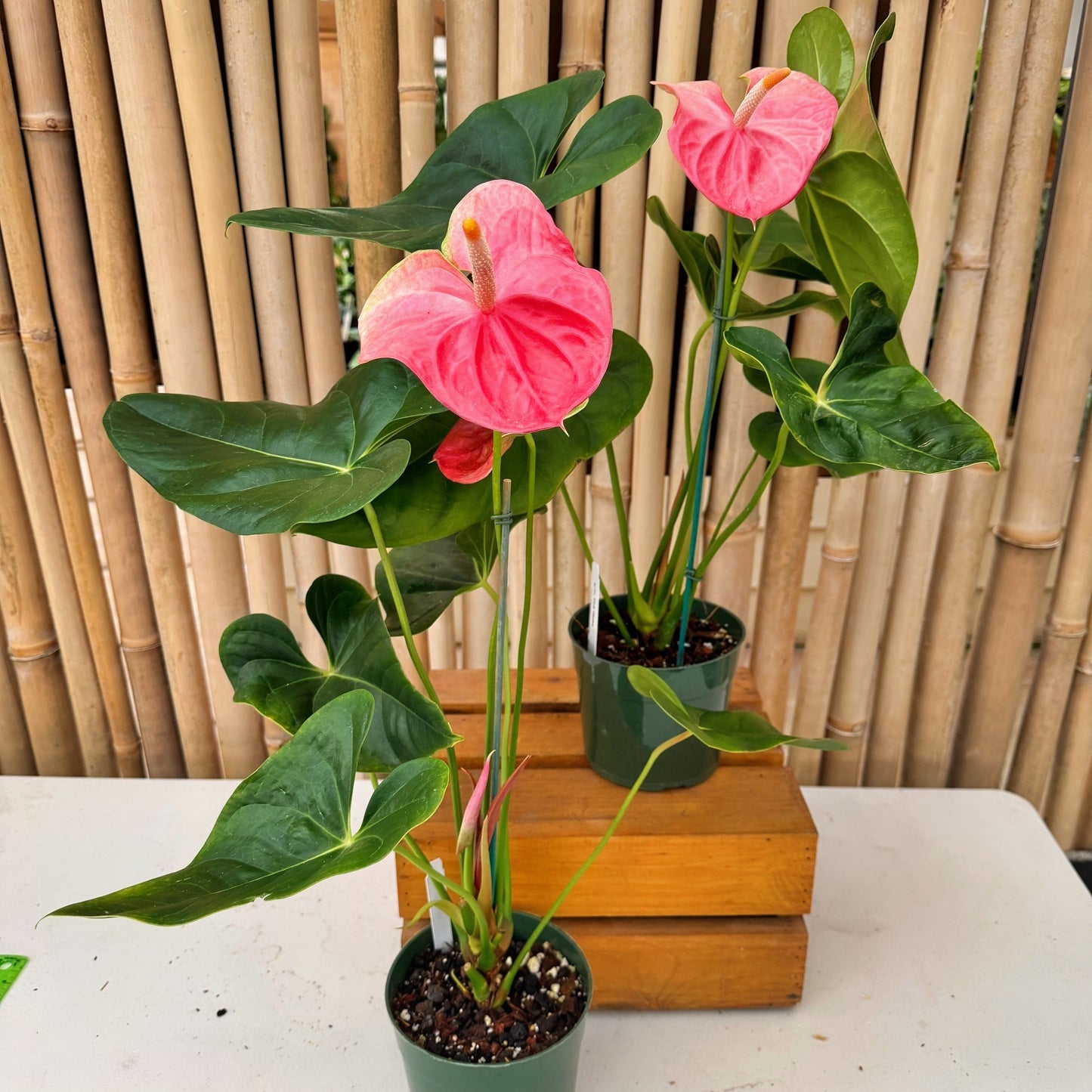 Anth. Pink Obake (5.5" Pot)
