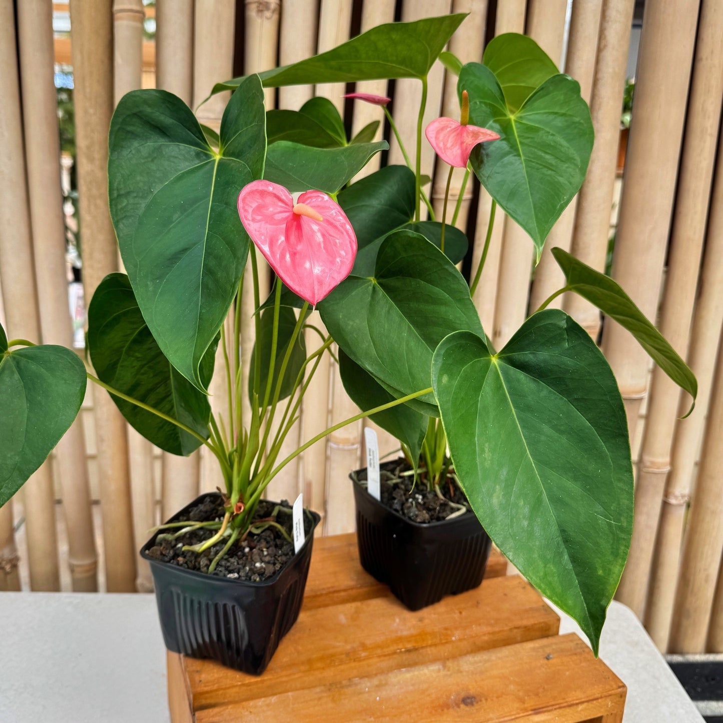 Anth. Pink Tulip (4" Pot)