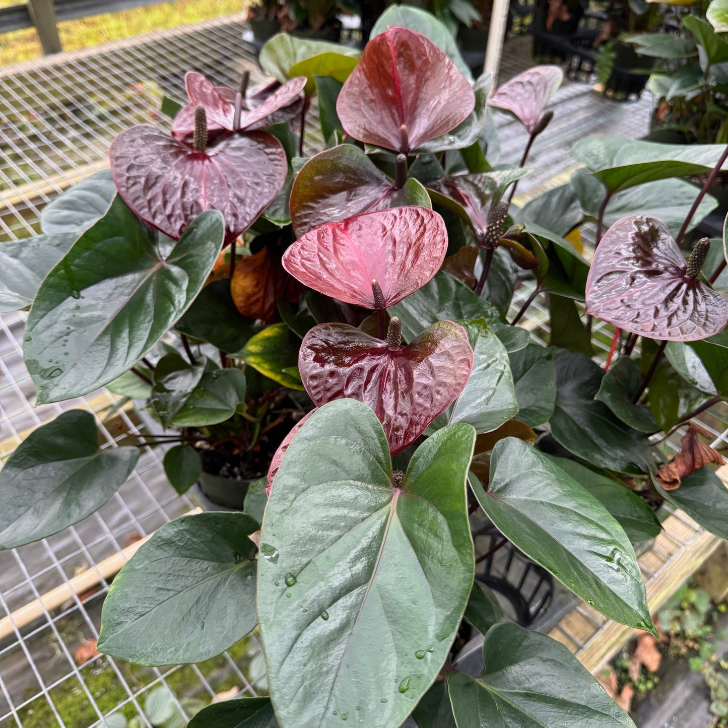 Anth. Prince of Umber (4" Pot)