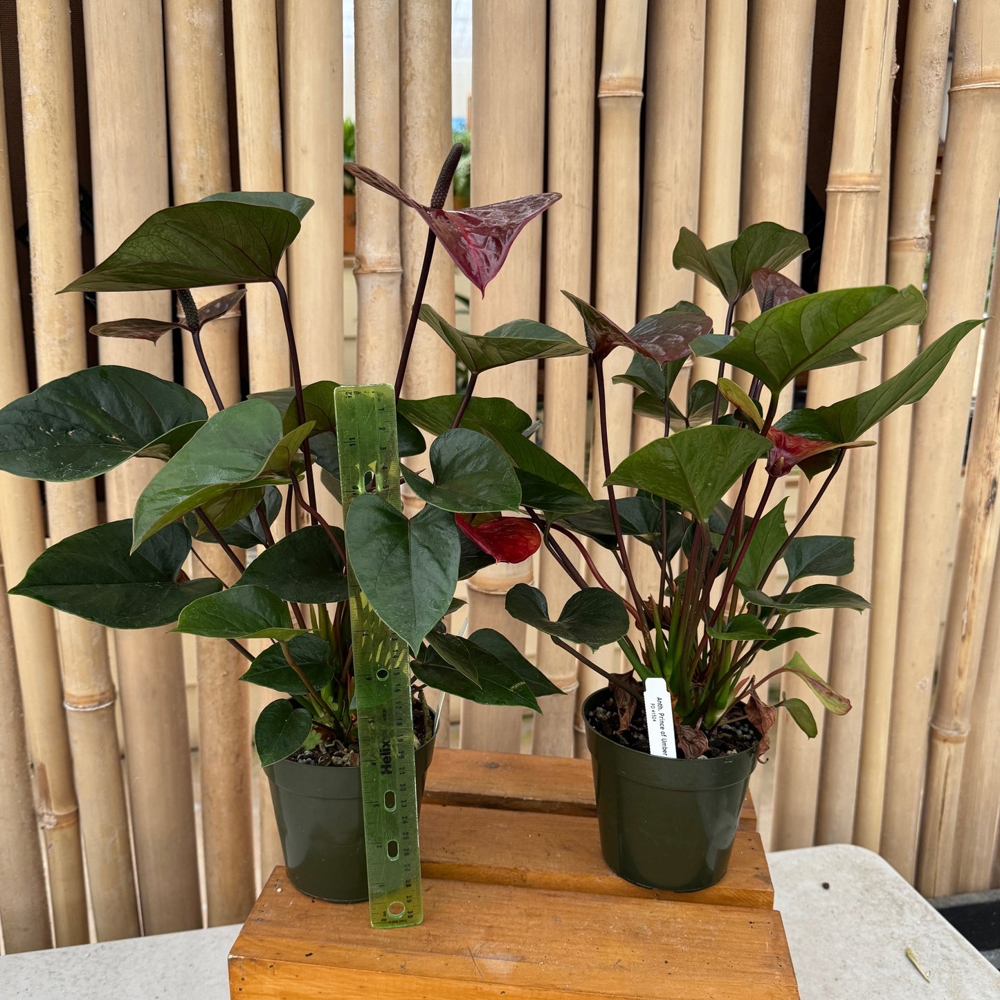 Anth. Prince of Umber (4" Pot)