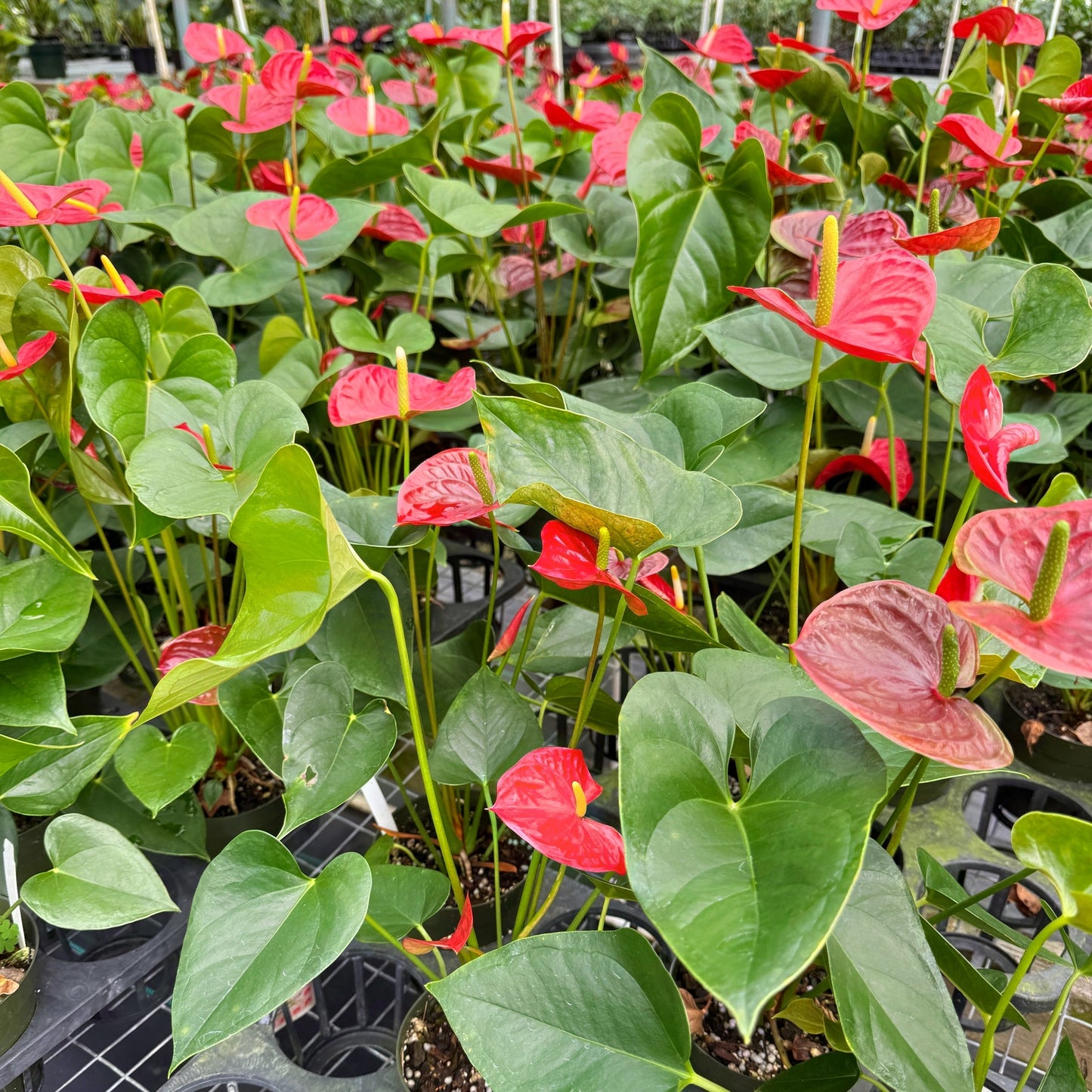 Anth. Red Winner (4" Pot)