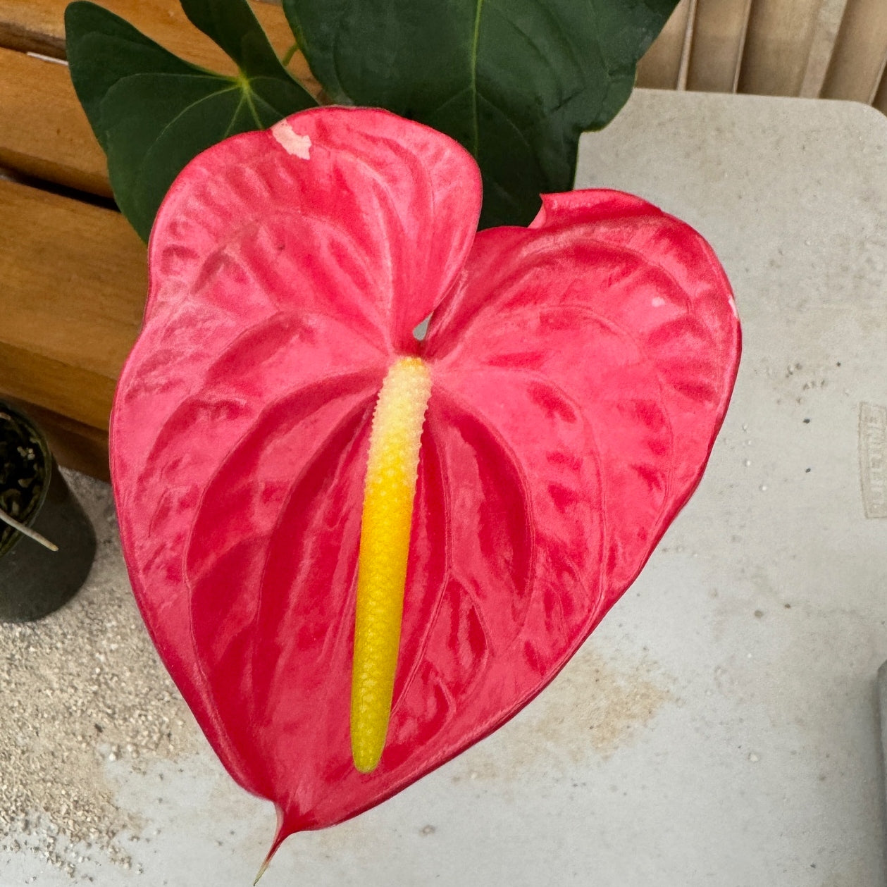 Anth. Shibori lineage (Solid Pink form) - 4" Pot