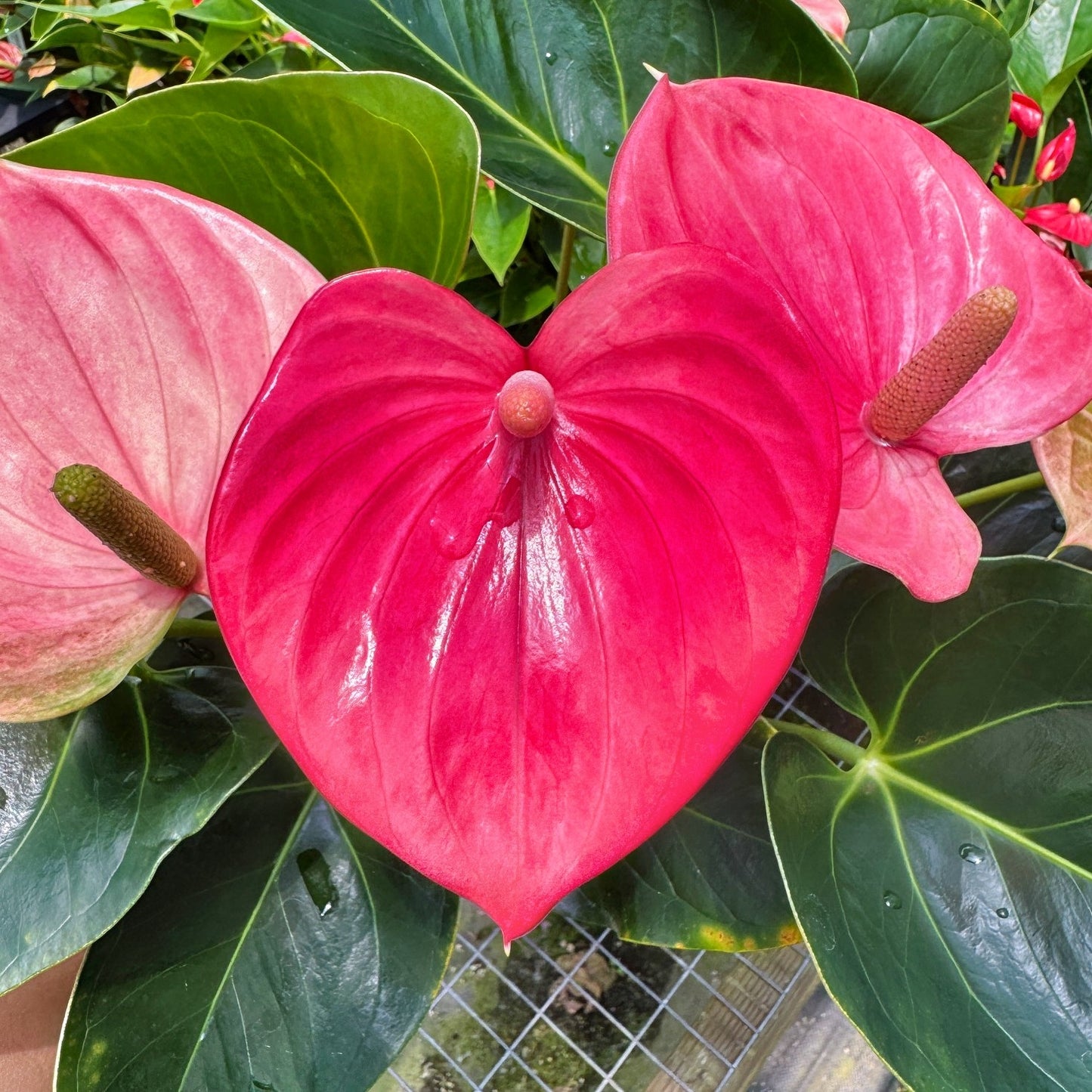 Anth. Success Pink (5.5" Pot)