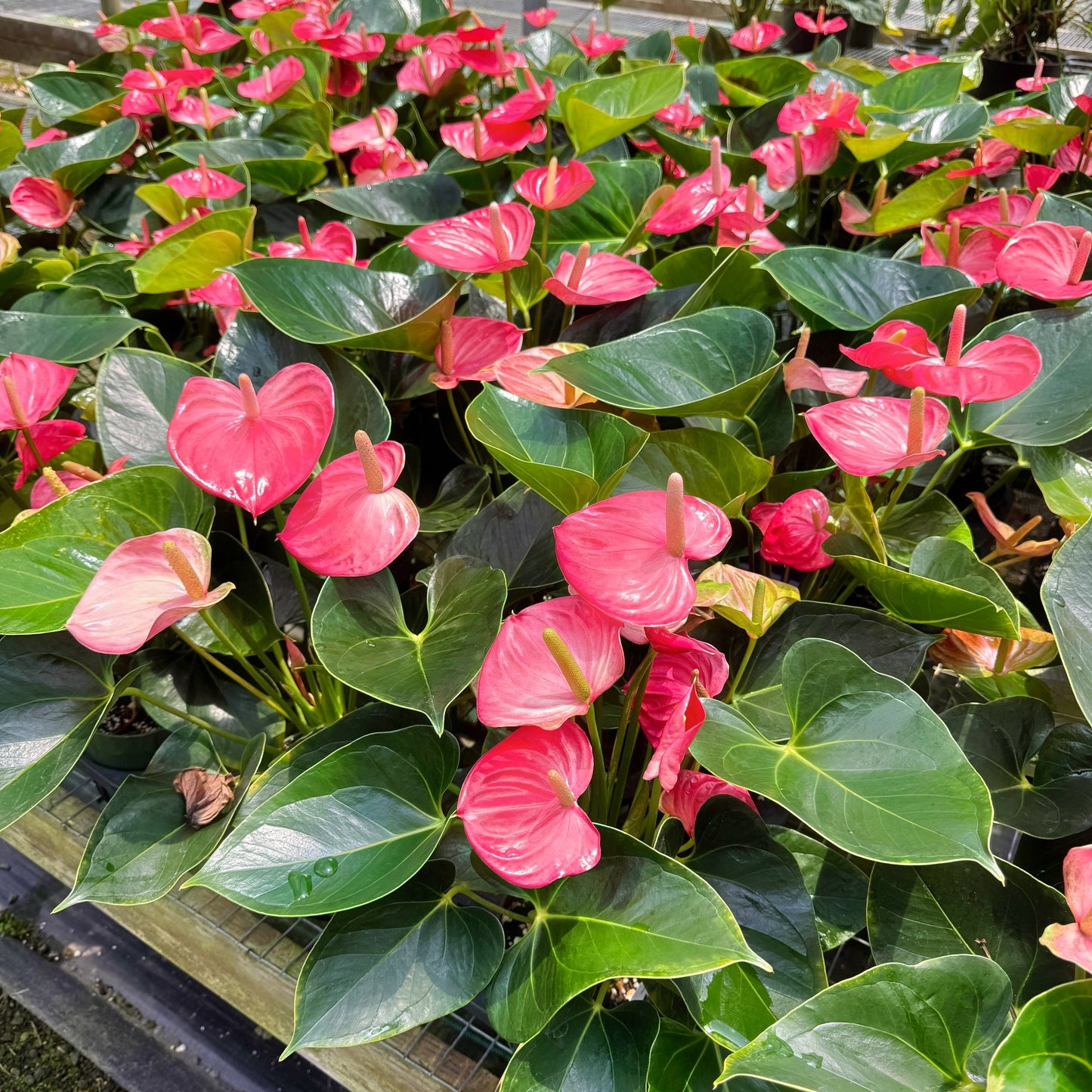 Anth. Success Pink (5.5" Pot)