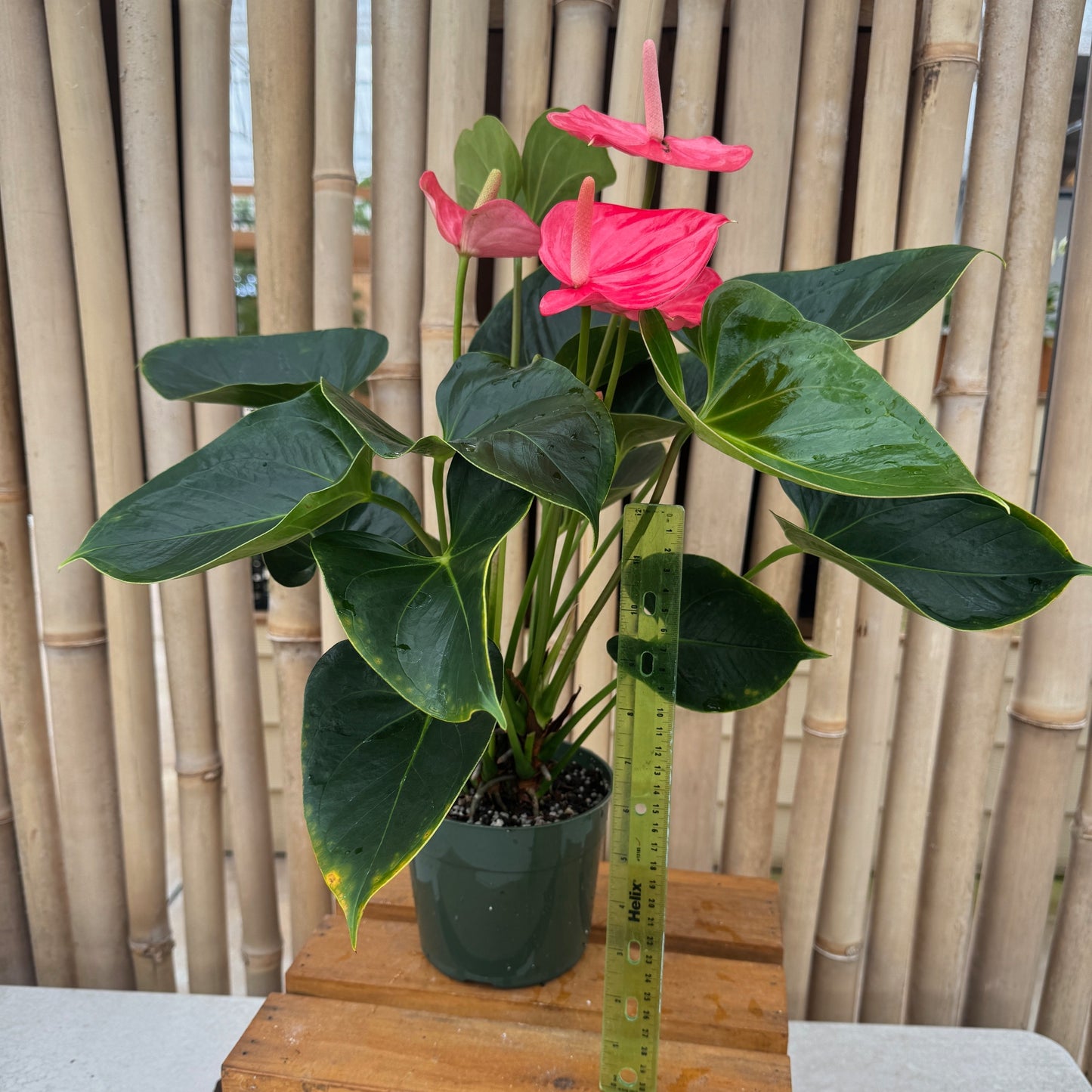 Anth. Success Pink (5.5" Pot)