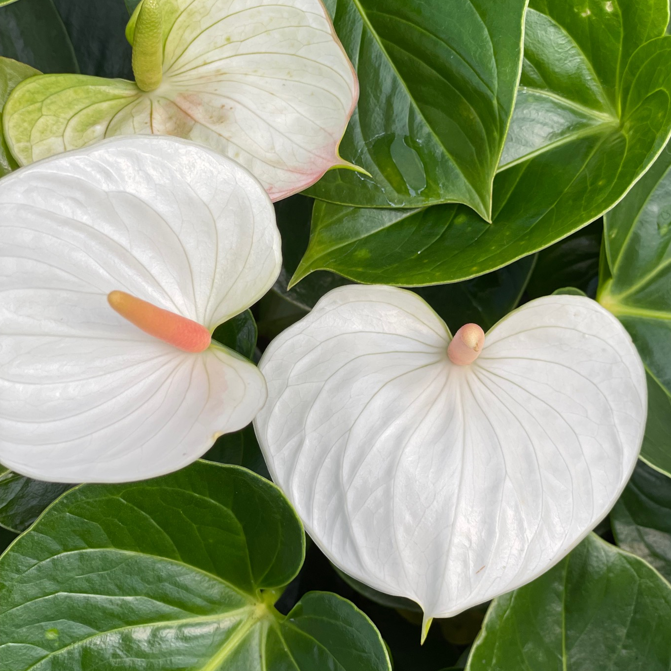 Anth. Success White (5.5" Pot)