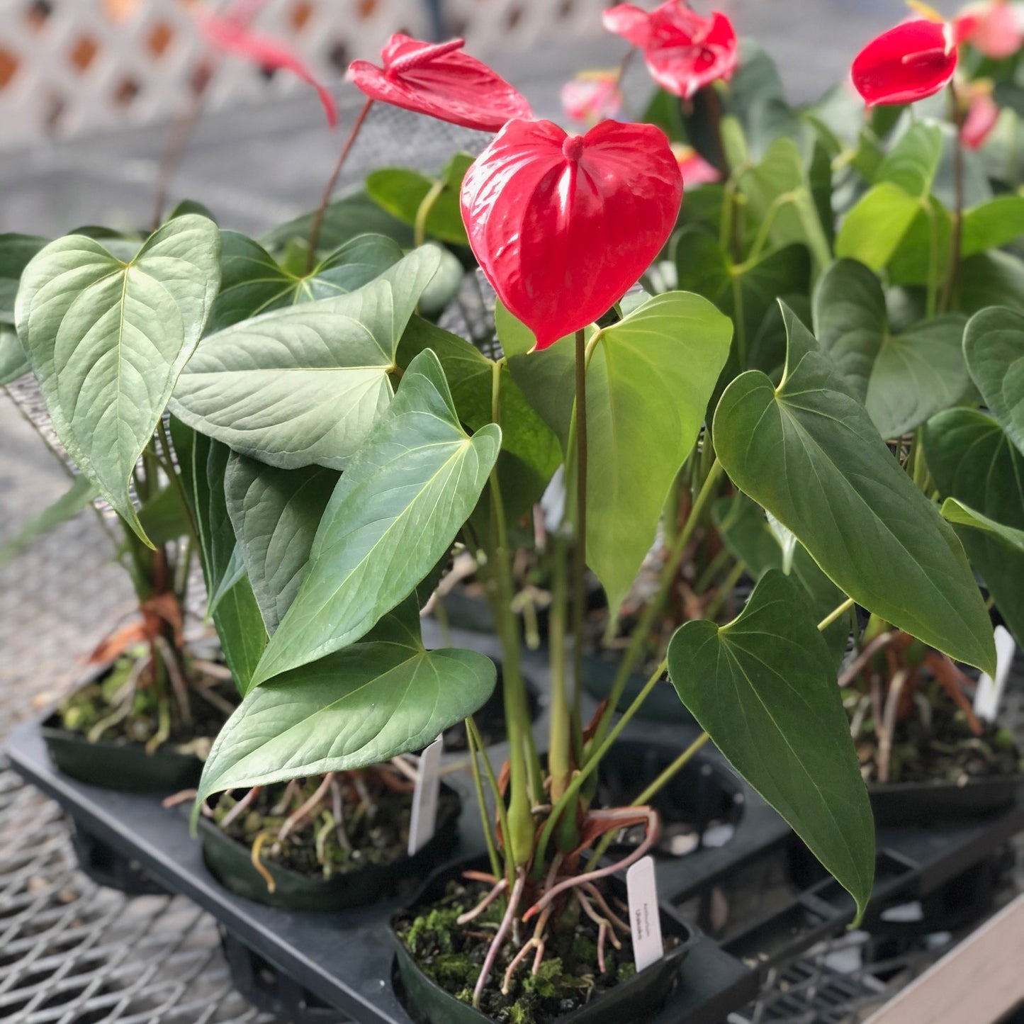 Anth. Ulakoko - 4" Pot