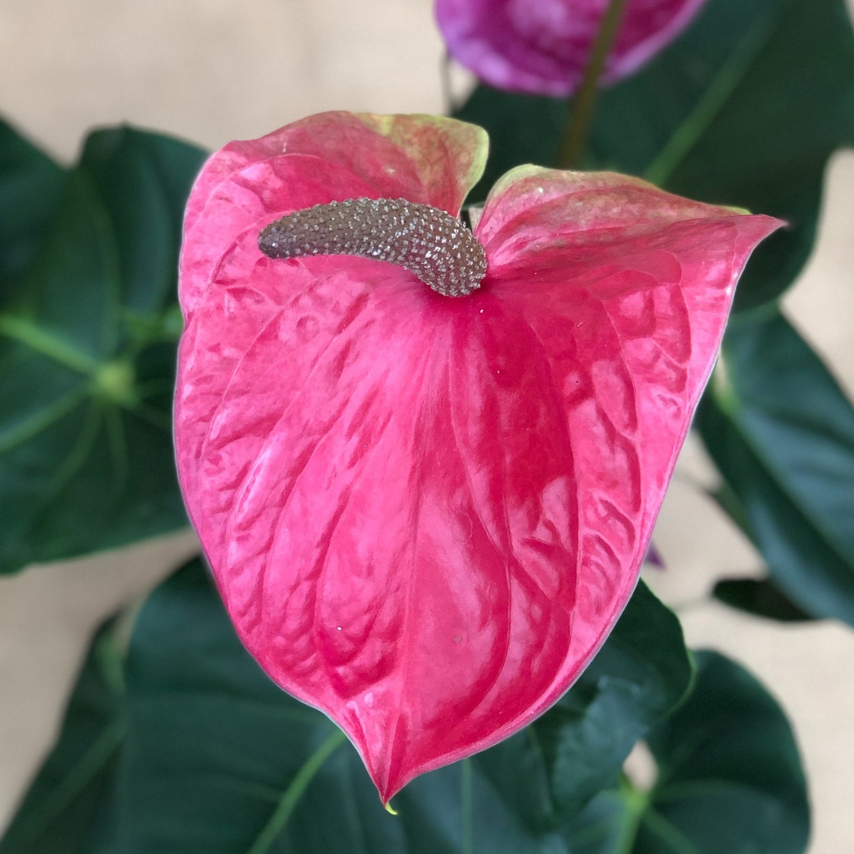 Anth. Utah (5.5" Pot - Rare Purple)