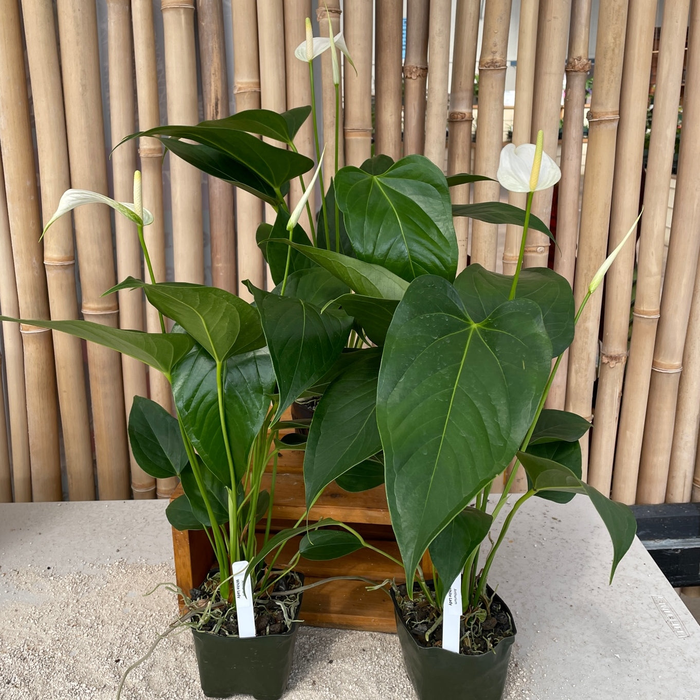 Anth. White Lady (Tulip)