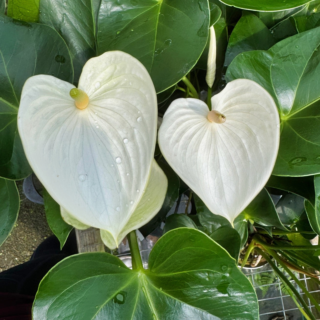 Anth. White Winner (4" Pot)