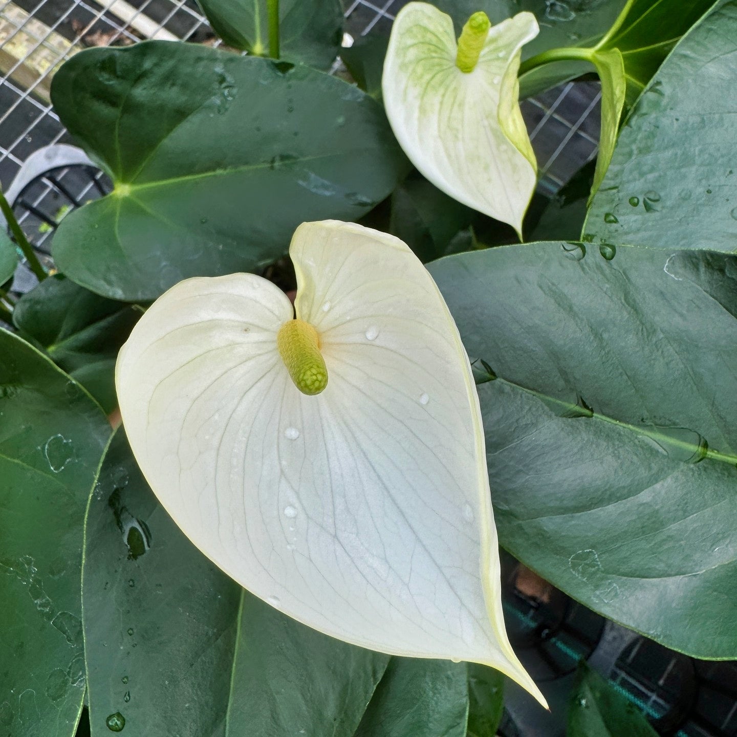 Anth. White Winner (4" Pot)