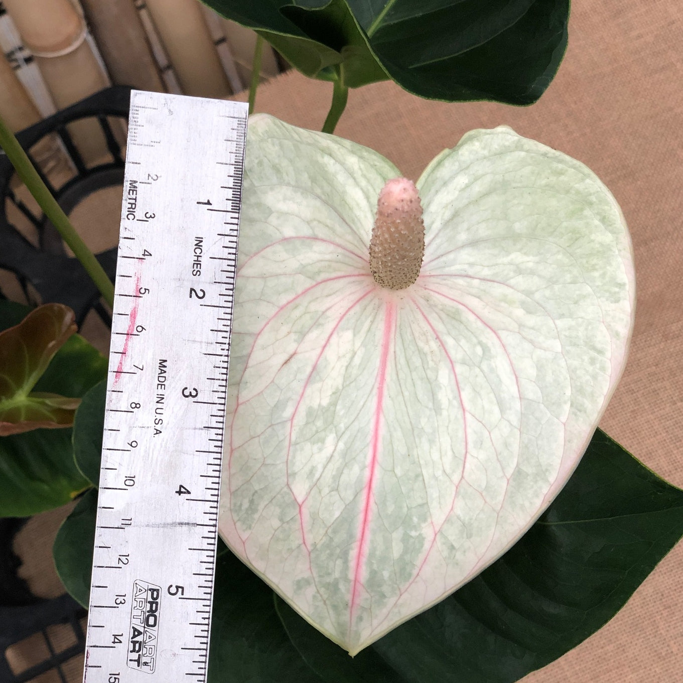 Anth. White 'Grey Ghost' (5.5" Pot-Large)