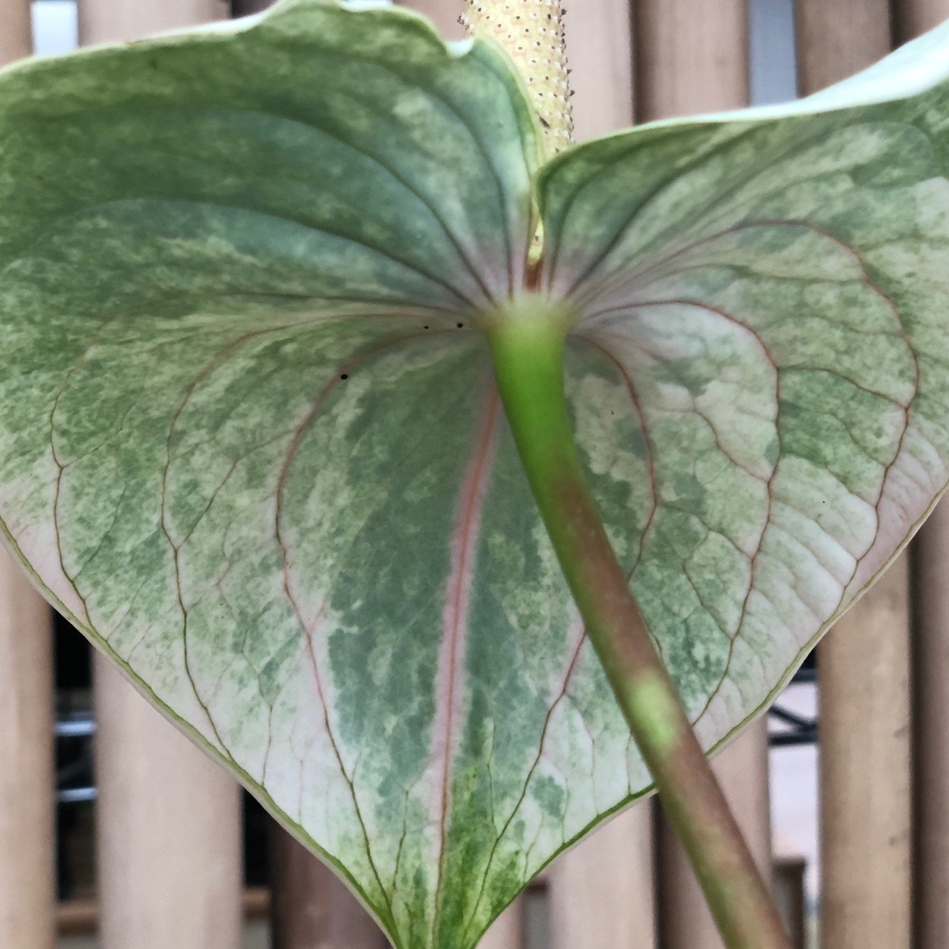 Anth. White 'Grey Ghost' (5.5" Pot-Large)