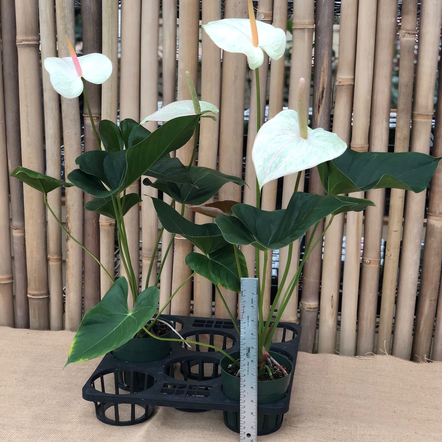 Anth. White 'Grey Ghost' (5.5" Pot-Large)