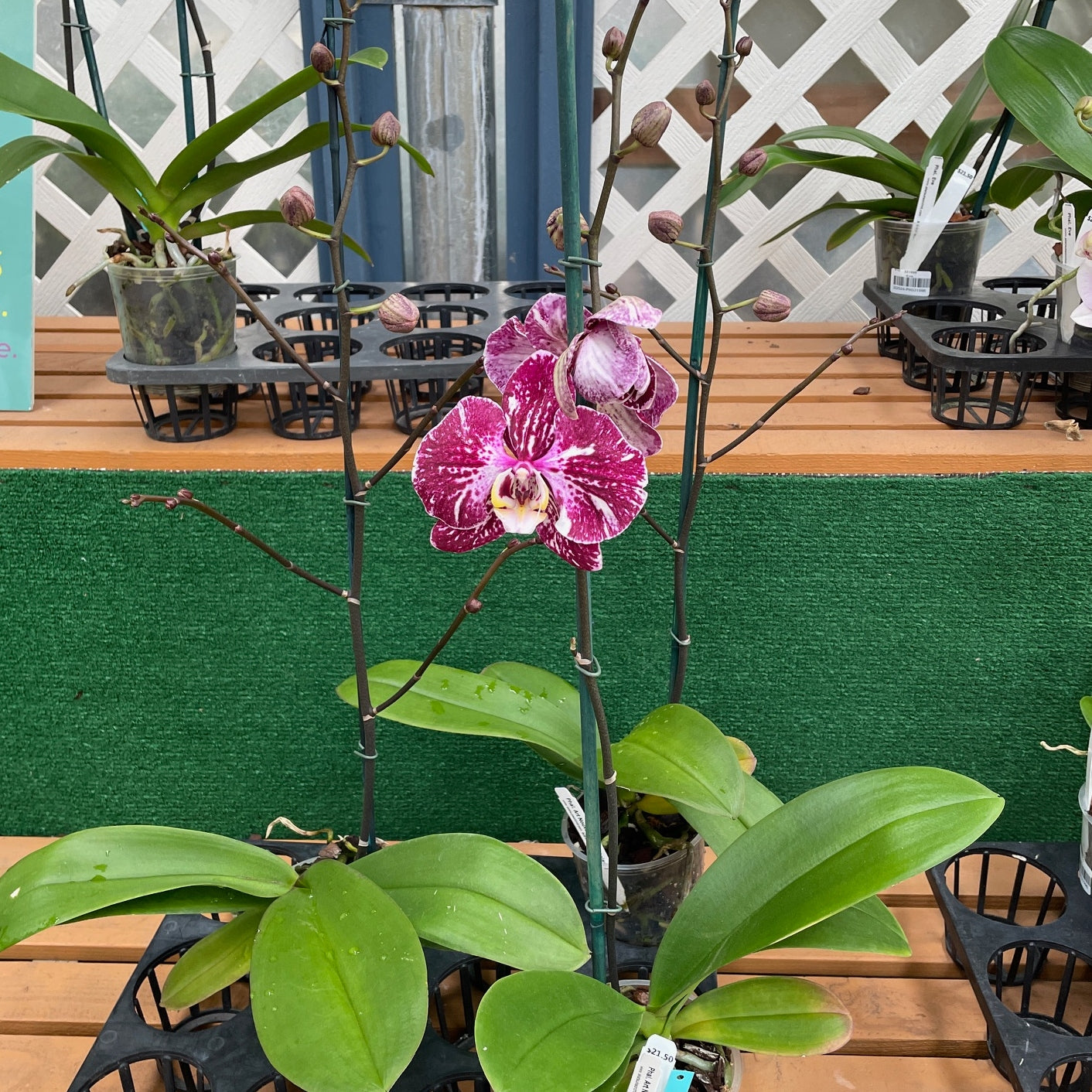 Phal. Art Nouveau - Dark Splash