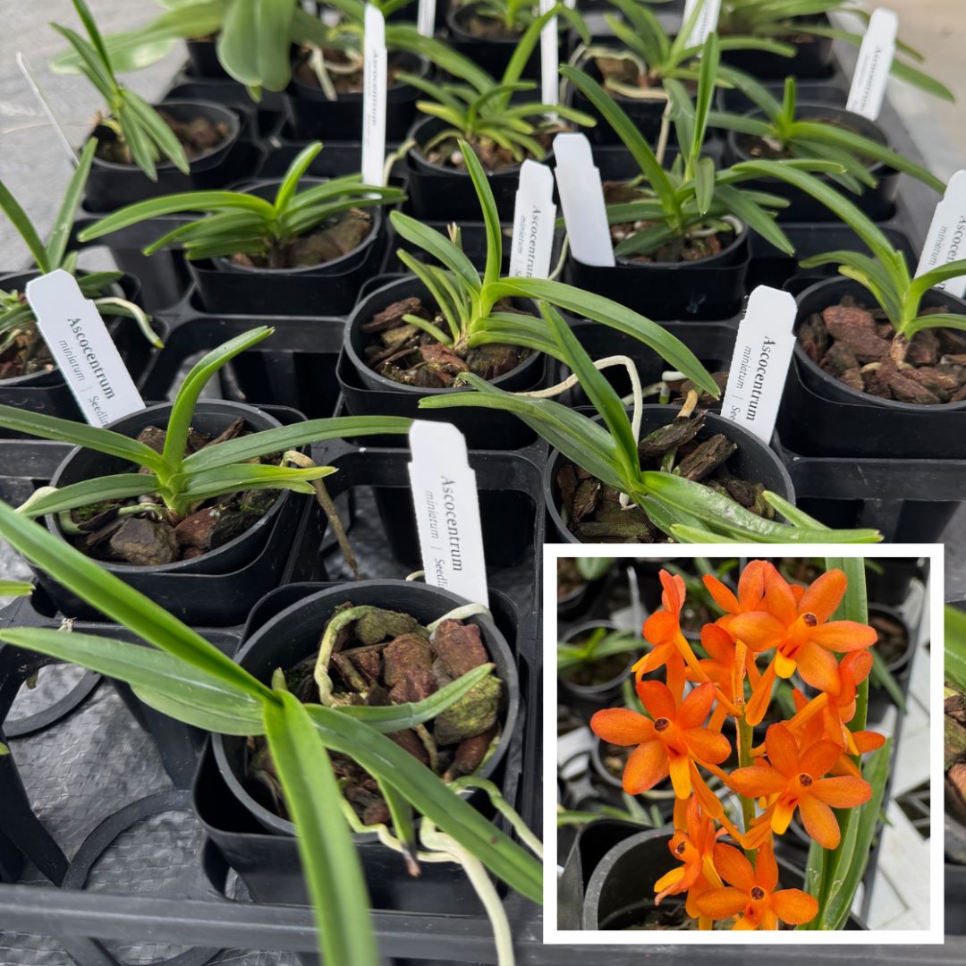 Ascocentrum miniatum x sib (2" Pot) - Not Blooming