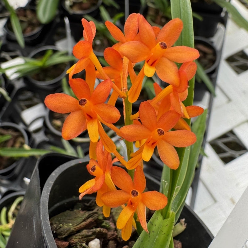 Ascocentrum miniatum x sib (2" Pot) - Not Blooming