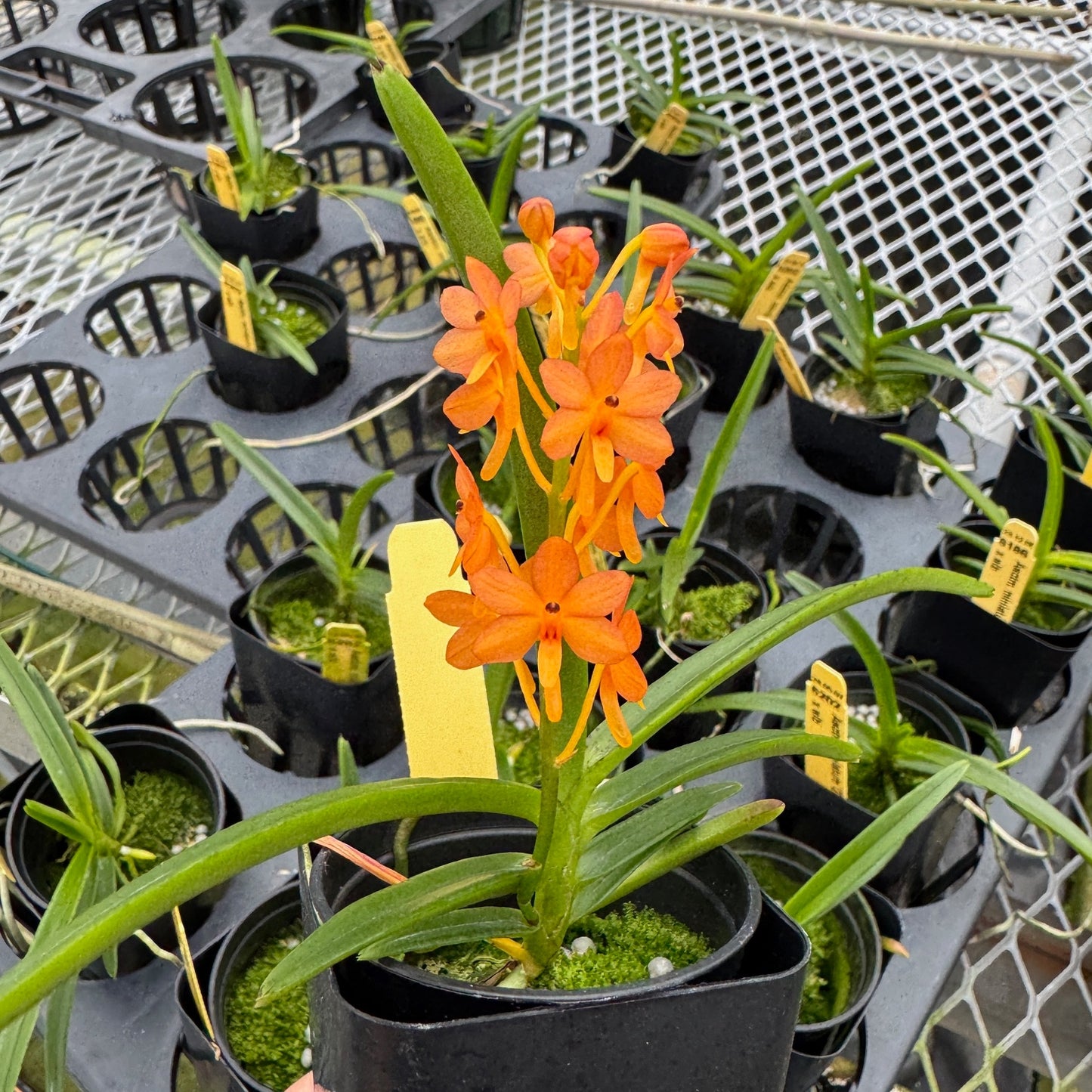 Ascocentrum miniatum x sib (2" Pot) - Not Blooming