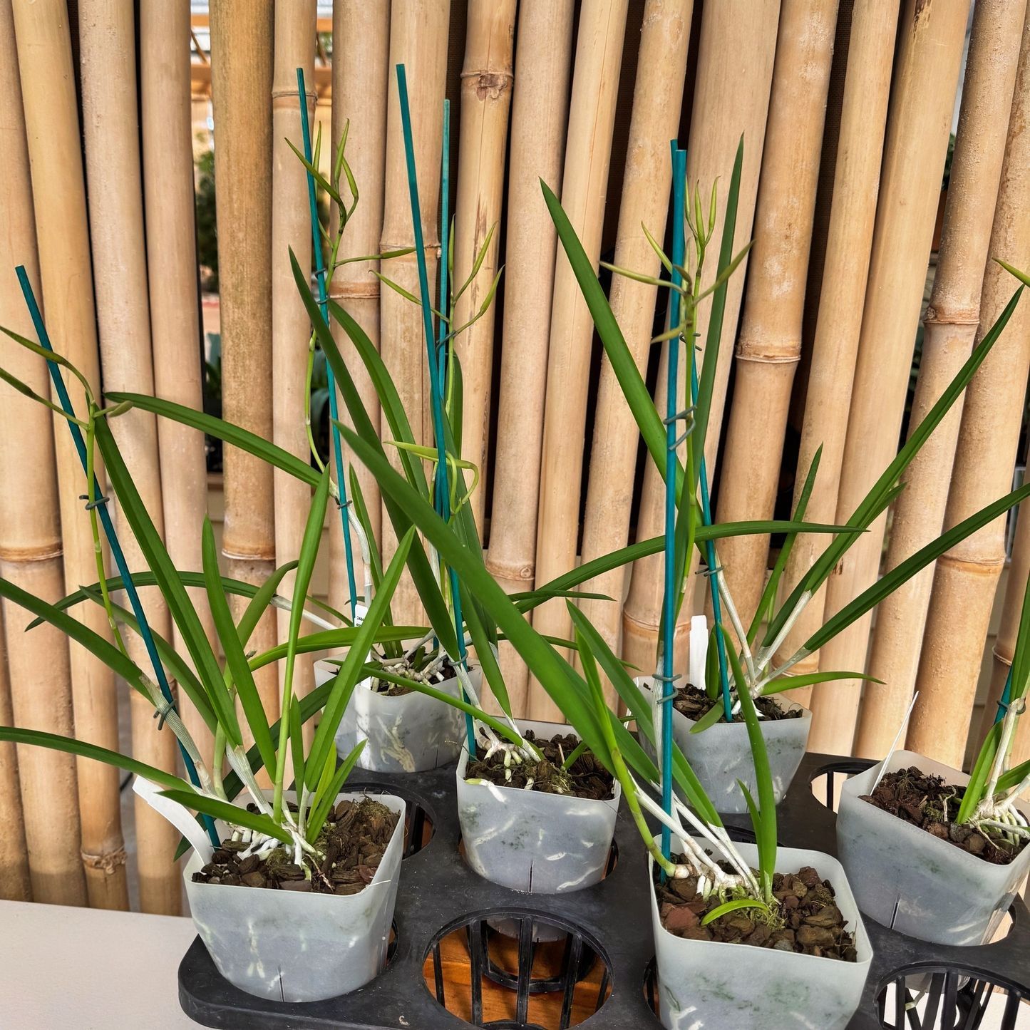 B. Little Stars (4" Pot) - Buds