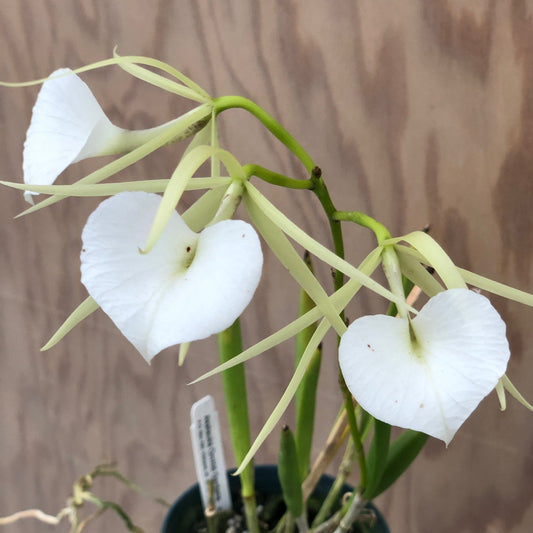 B. Little Stars (4" Pot) - Buds