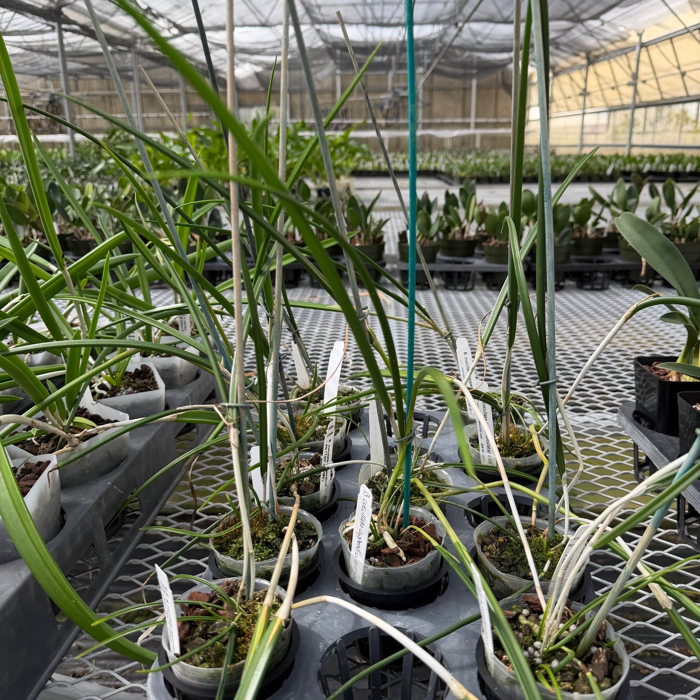 Brassavola cucullata var. appendiculata x sib (Not Blooming)