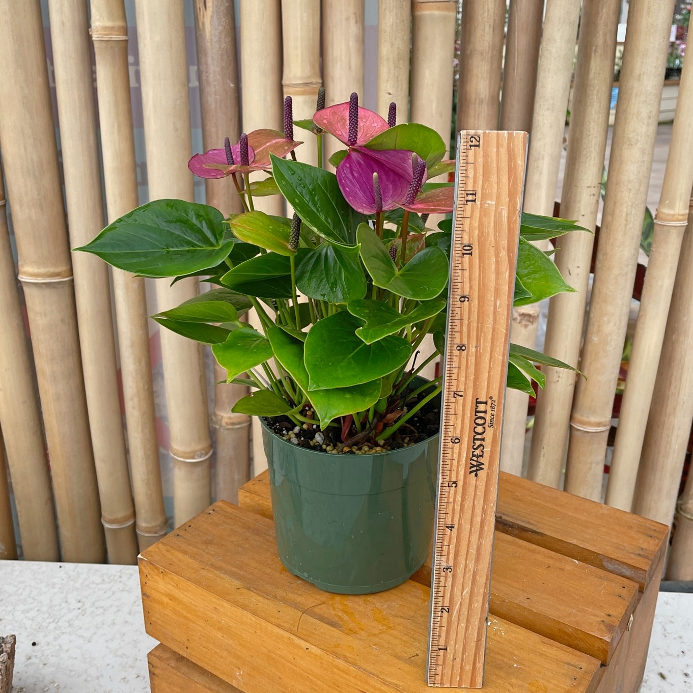 Anth. Baby Purple (5.5" Pot)