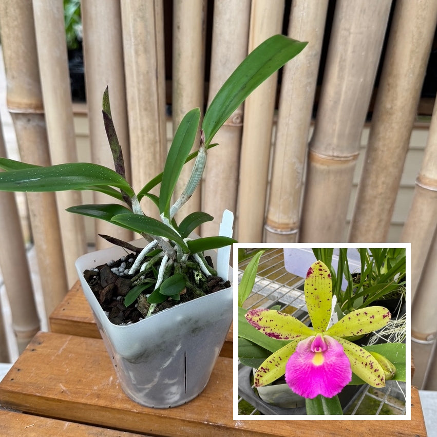 Bc. Hippodamia x C. Small World (4" Pot) -Not Blooming