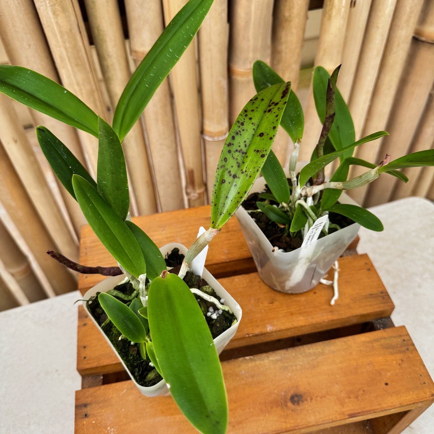 Bc. Hippodamia x C. Small World (4" Pot) -Not Blooming