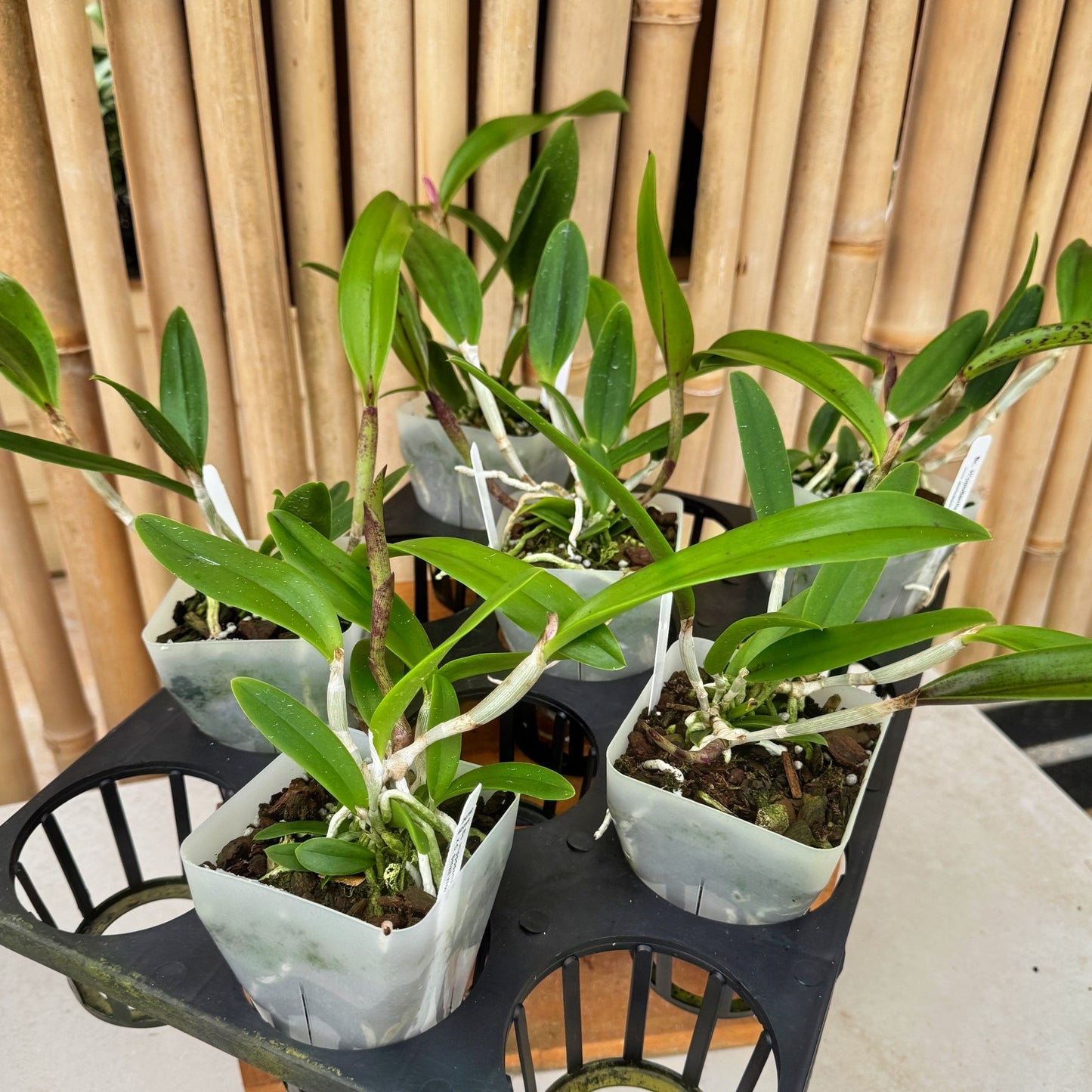 Bc. Hippodamia x C. Small World (4" Pot) -Not Blooming