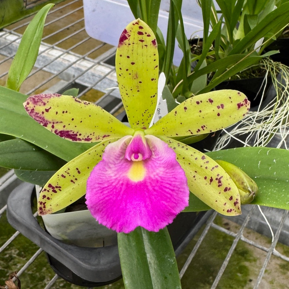 Bc. Hippodamia x C. Small World (4" Pot) -Not Blooming