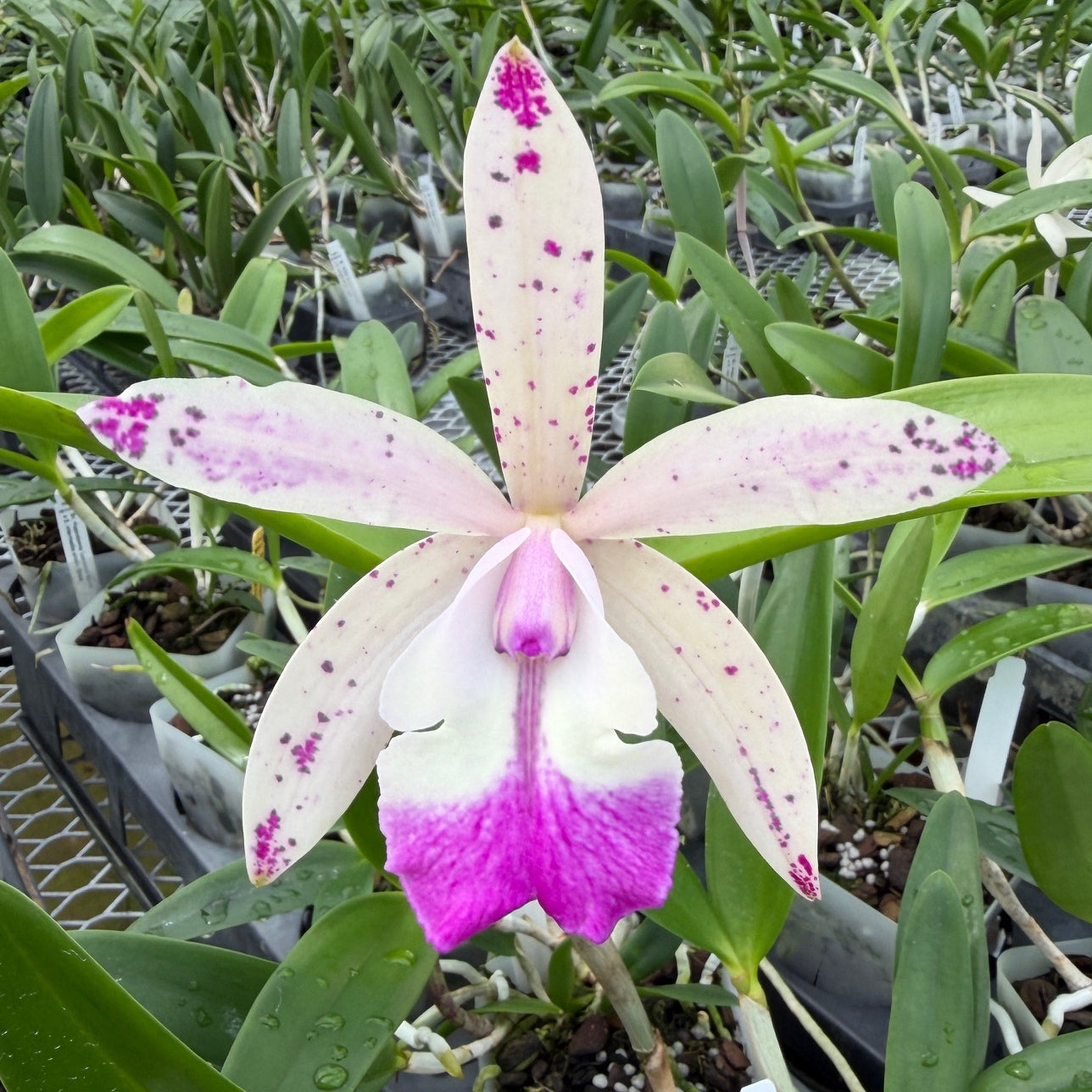 Bc. Hippodamia 'Leopard Spots' x C. intermedia orlata 'Elsie' (4" Pot) -Not Blooming