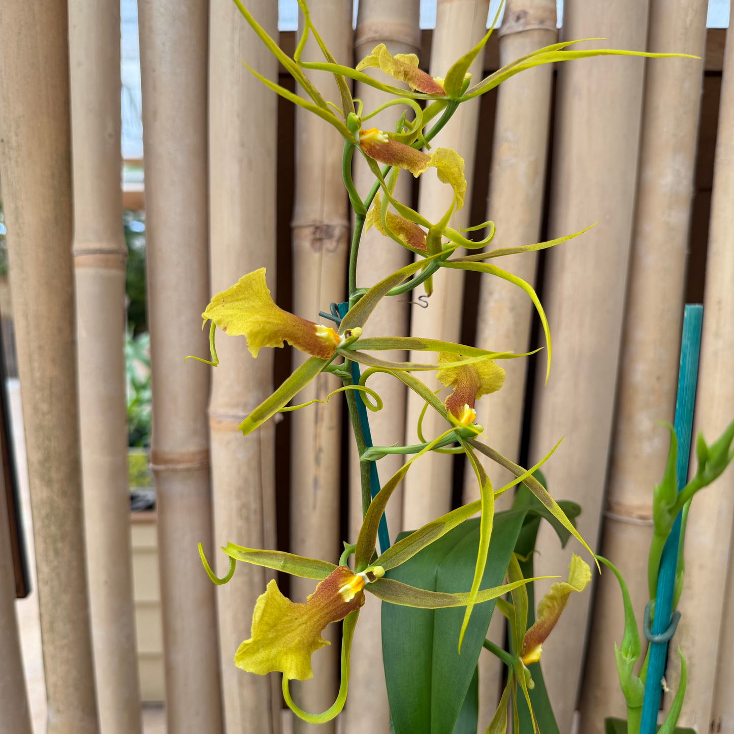 Bcd. Tower of Rex 'Mr. Green Jeans' (5" Pot) - Not Blooming