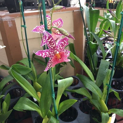 Bllra. Big Shot 'Pink Panther' (4" Pot) - Buds