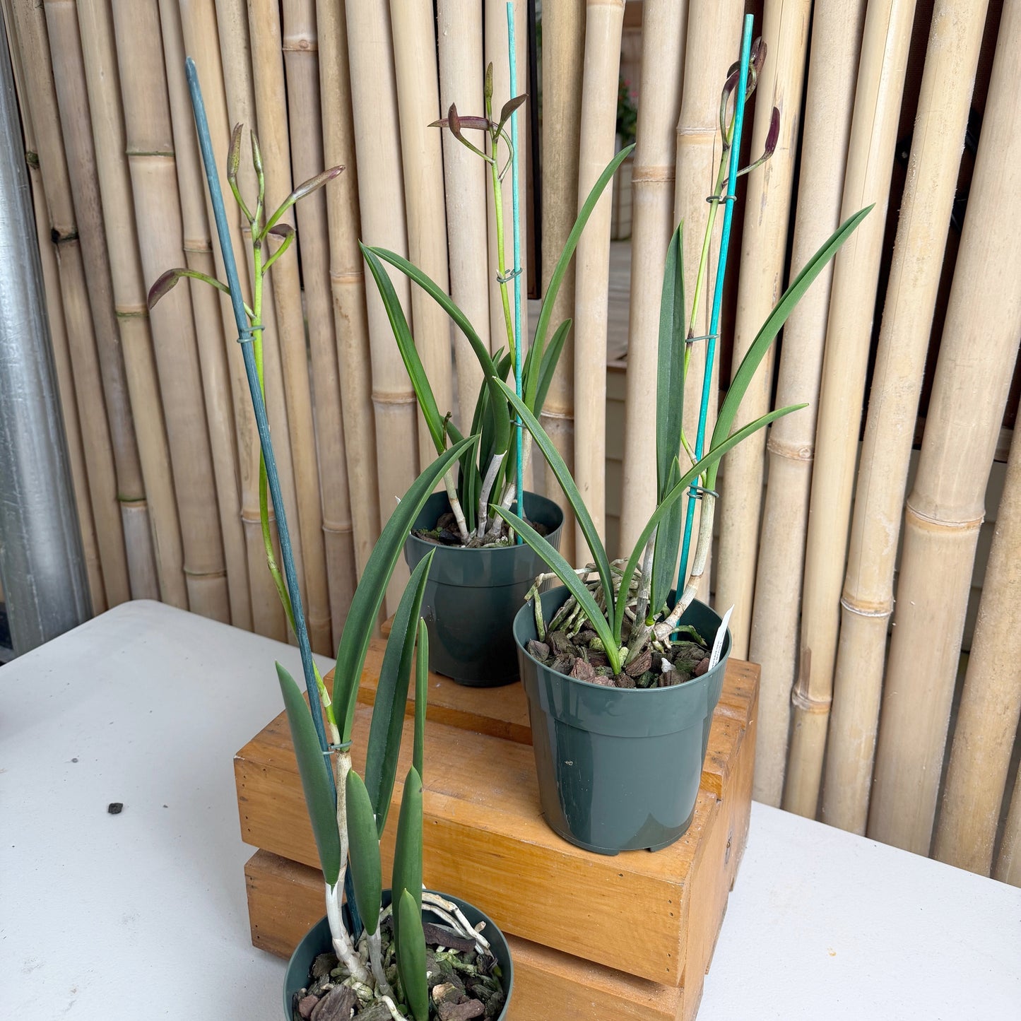 Brassolaelia Yellow Bird (Color Evolves) - Buds