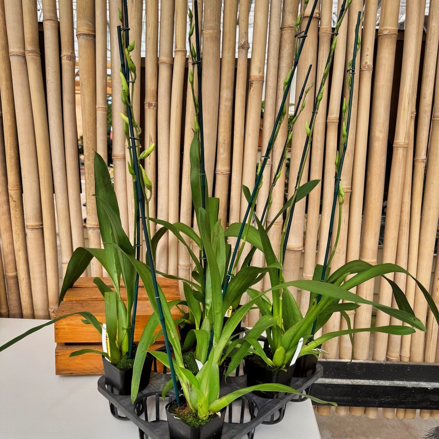 Bllra. Snowblind 'Sweet Spots' (4" Pot) - Buds